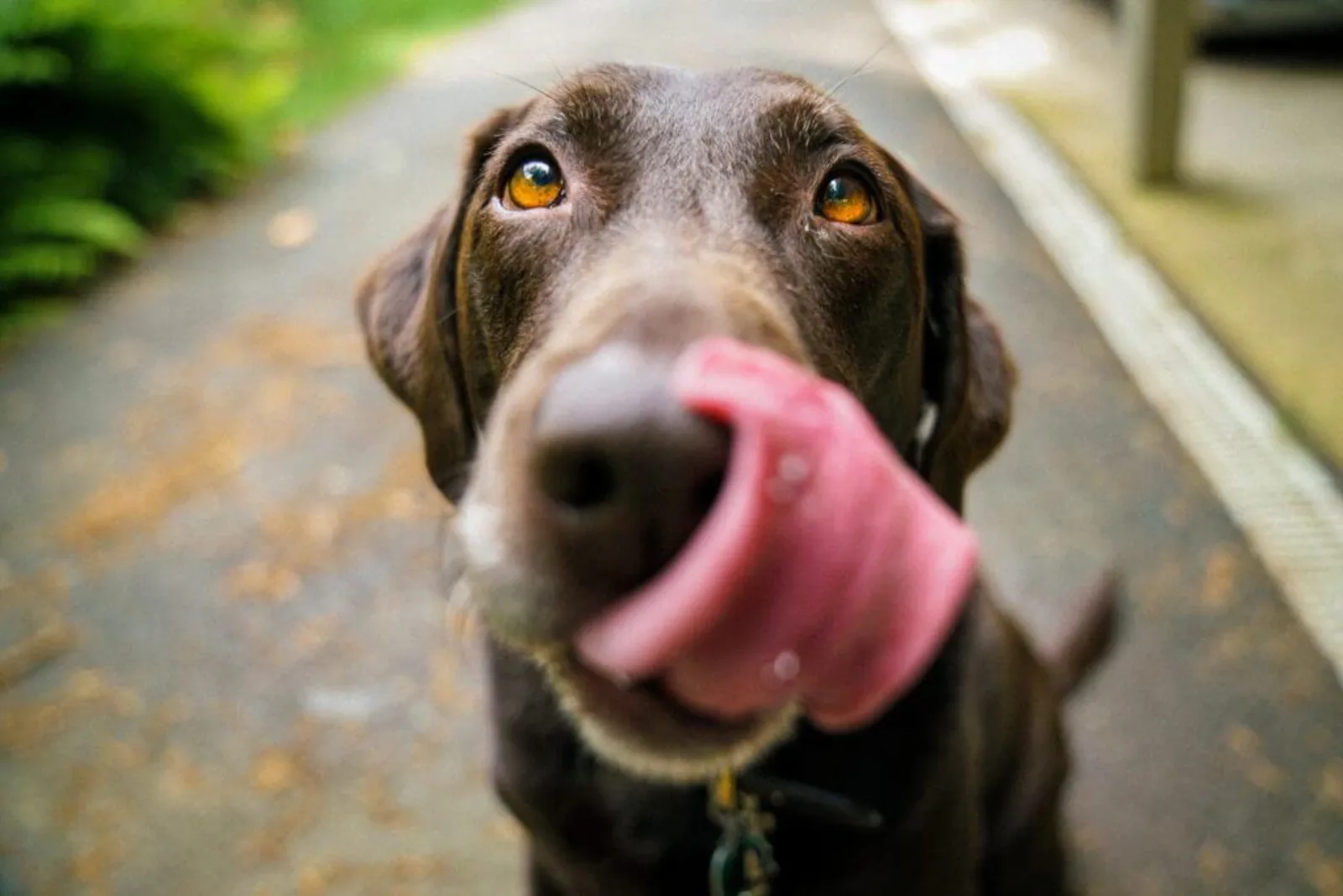 Experiential branding at Pedigree