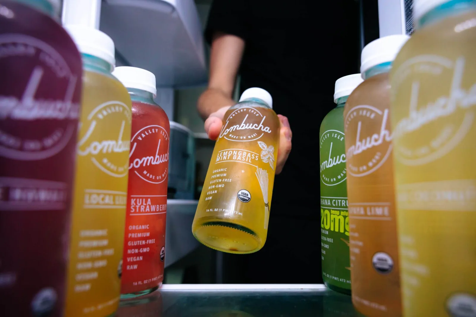 Kombucha A Little bird